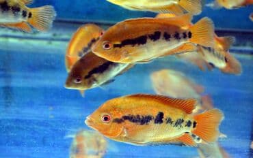 продажа аквариумных рыбок: Цихлид — 13