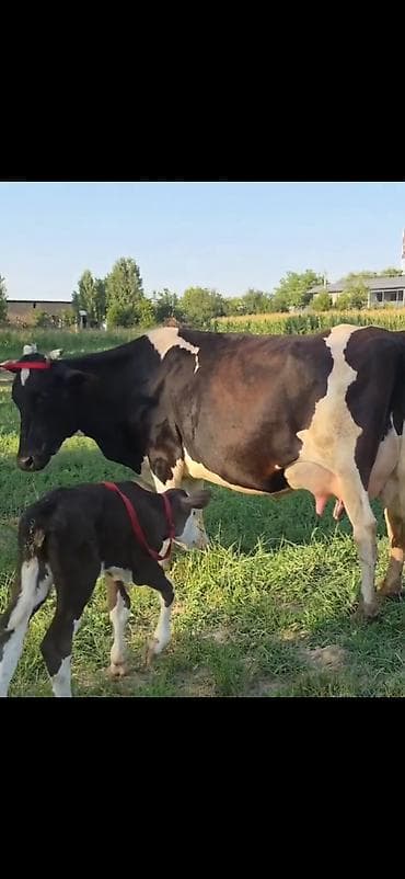 Satılır: inək və balası - Cins: qara-ağ alaca süd tipli inək - — 1