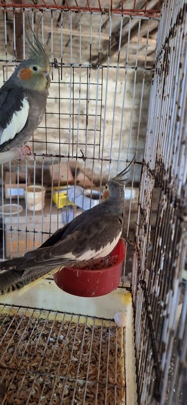 oskar balığı: Popuqay Korella
Saglam ve qizgin fere — 3