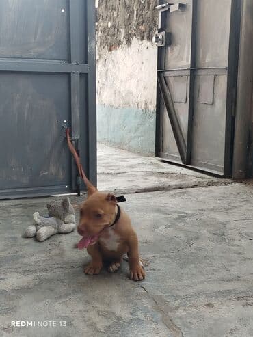 itler xaski: Pitbul, 6 ay, Erkek, Peyvəndli — 6