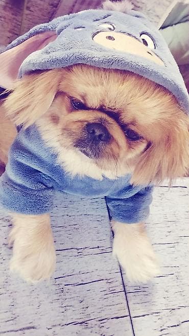 cütleşdirme: Pekines, 2 il, Erkek — 2