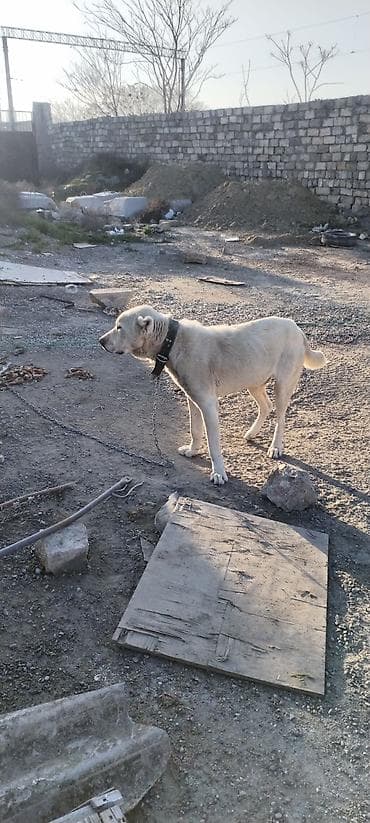 itlərin sekisi: Alabay, 2 il, Erkek — 1