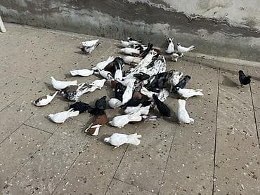 Gəmiricilər: Quwdar kom 5 manatdan satilir Xirdalandadi. Tek tek 5-10 manat — 3