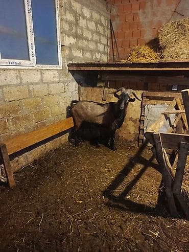 Keçilər, çəpişlər: Boğaz keçi – məhsuldar yerli cins - Cins: yerli məişət keçisi, uzun — 3