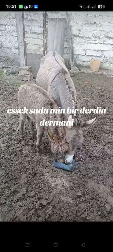 Məhsul: Eşşək südü Təsvir: - Təbii, təzə sağılmış eşşək südü - Şəffaf lalafo.az -da Məhsul: Eşşək südü Təsvir: - Təbii, təzə sağılmış eşşək südü - Şəffaf