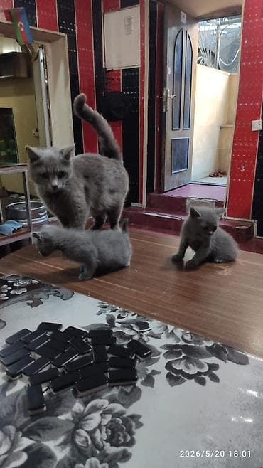 Yaxşı əllərə