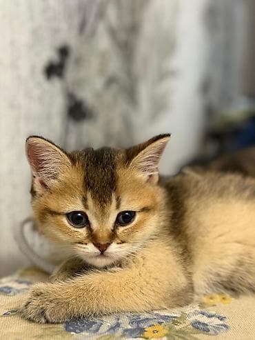 gence heyvan: Şinşilla, Erkək — 7