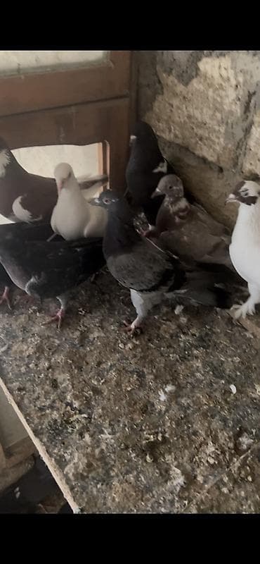 turac quş: 20 dene Heyvandı — 3