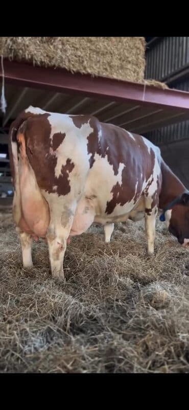 Inəklər, öküzlər: Süd istiqamətli inək – al-qəhvəyi və ağ ləkəli rəngdə, iri və — 3