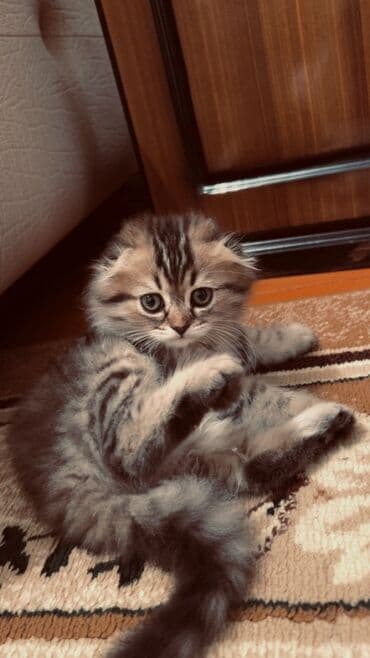 pişiy pulsuz: Şotland uzun tüklü, Erkək — 4