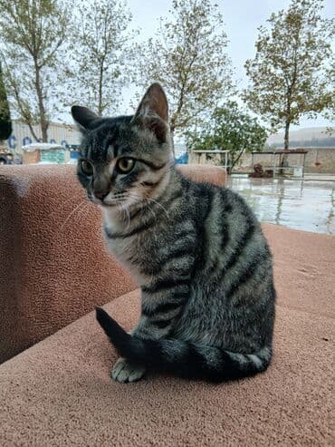 oğlan pişik adları: Tabbi, Erkək, Yaxşı əllərə — 1