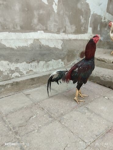 ingilis setteri it cinsinin digər adı nədi: Xoruz, Heyratı, il: 1, Ünvandan götürmə — 3