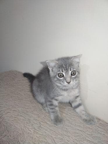 ucuz cuce: Tabbi, Yaxşı əllərə — 2