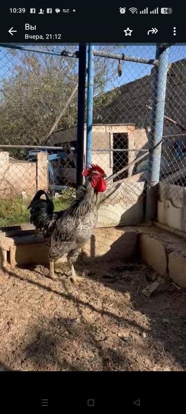 xoruzun nece rengi var: Xoruz, il: 1 — 2