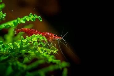 Quşlar: Akvaryum üçün dekorativ krivetqa – rəngli Neocaridina növləri. 10 — 9