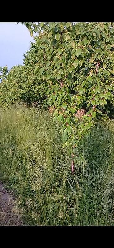 ev gulleri ve adlari: Salam her kese 1 hektar 13 sot çixariwli Şabran rayon güneşli kentinde — 1