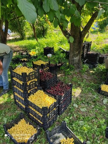 xırdalan kirayə evlər 1 otaqlı: 15 sot, Tikinti, Mülkiyyətçi — 2