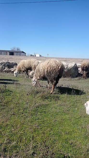 heyvan bazari tap az: 1 yas 3 ayliq qomral kərə qoc satilir — 4