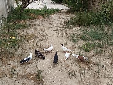 pulsuz it type 1: Tərgidilmə quşlar satilir Təcili Vaxtim yoxdu baxmaga deye satiram — 1