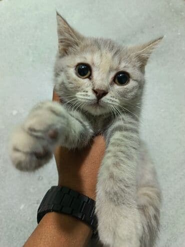 котенка в добрые руки: Шотландская, Самка, В добрые руки, Платная доставка — 6