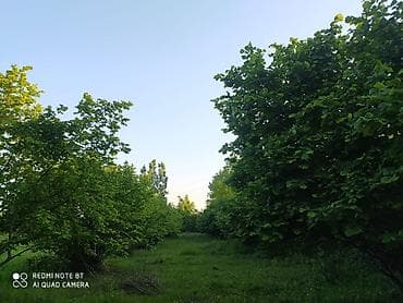 kohne ev: 56 sot, Tikinti, Barter mümkündür, Kupça (Çıxarış) — 5