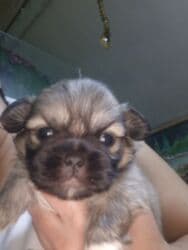 купить собаку пекинес: Pekines erkey — 1