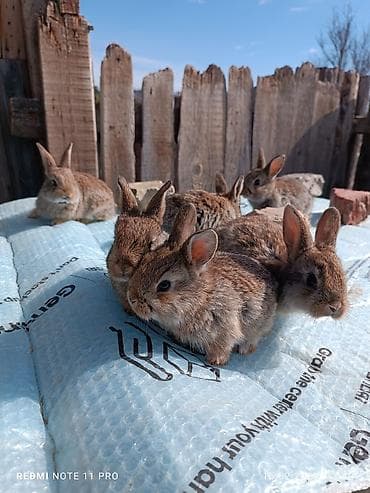 mal qara: 8 dənə 1 ay 11 günlük (4 dənə 1 ay 11 günlük 4 dənə 1 ay 6 — 3