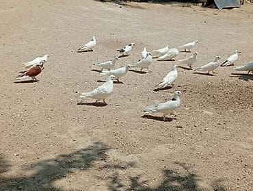 pekin: 22 ədəd qusdu 1 nəsildi hami cutdu real aliciya endirim olacaq — 2