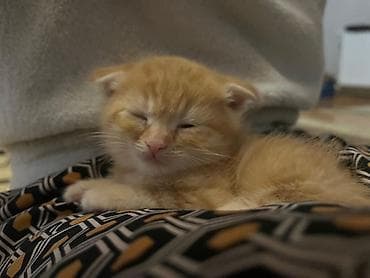 balaca pisik sekilleri: Şinşilla, Erkək, Yaxşı əllərə, Ödənişli çatdırılma — 4