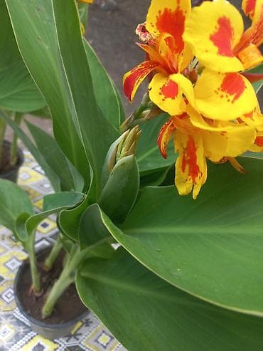 banan agaci: Məhsul: Bağ üçün dekorativ bitkilər və ağaclar Təsvir: - Everqreen — 9