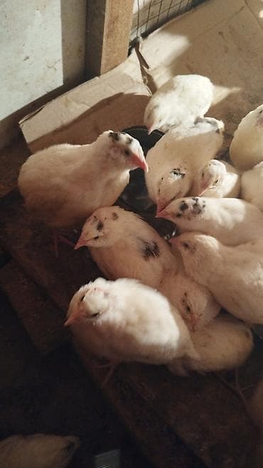 pavlin goyercin satisi: Bildirçin — 1