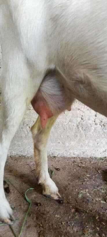 İtlər: Dişi, Zanen, il: 1, Südlük — 2