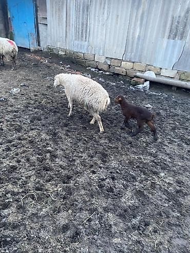 ördək balası: 6 dene balali qoyun 2 si ekiz di 4 du tek . Kom 6 qoyun 8 quzu — 1