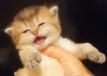 ev pişiyleri: Qızıl şinşilla, Erkək, Yaxşı əllərə, Ünvandan götürmə — 7