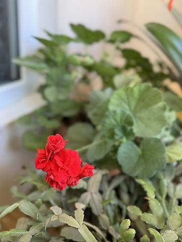 gul qutusu: Qırmızı çiçəkli otaq bitkisi – pelargonium (geranium) - Parlaq — 1