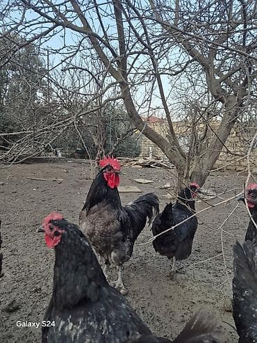 etlik cuce satisi: Salam Aleykum Cavan temiz qan Avstralorp Xoruzu satiram — 2