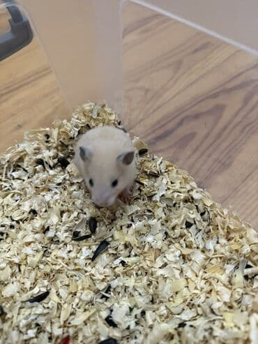 deniz donuzu: SURİYA HAMSTERLƏRİ balaları Təsvir: - Sevimli, xırda ölçülü — 3