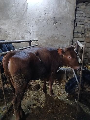 Quşlar: Krasni Step Rasiya Sort danadır Anasi 20 25 ltr sud verib malima — 3