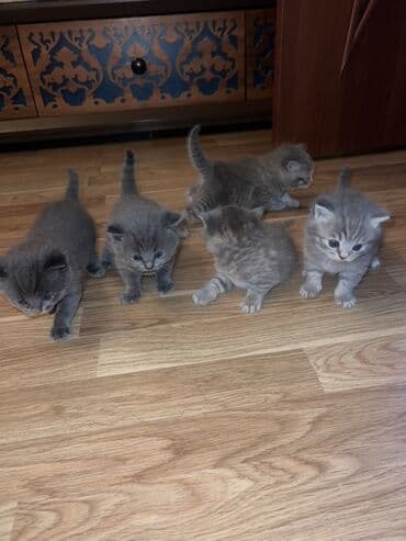 maykonq pişik: Britan, Erkək, Dişi, Ünvandan götürmə — 1