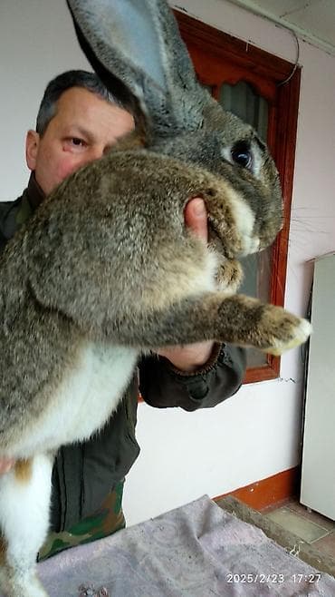 кошки в добрые руки баку: FLANDR (Belçika nəhəngi) – İri ölçü, yüksək gəlir! Təmiz qanlı Flandr — 2