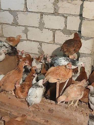 kənd cuceleri: Toyuq cücələri, Ətlik — 1