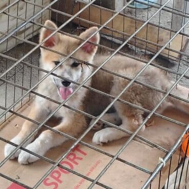 İtlər: Akita-inu, 3 ay, Dişi, Peyvəndli, Ünvandan götürmə