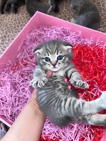 Akvariumlar: Şotland — 1