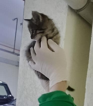 anqora pisik: Tabbi, Erkək, Dişi, Yaxşı əllərə, Ünvandan götürmə, Pulsuz çatdırılma — 6