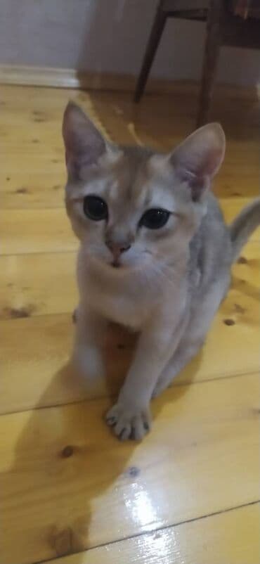 ağ pişik satışı: Şinşilla, Erkək — 2