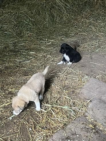 arpa bugda satisi: Zvanok küçüklər satılır Balaca it balaları – qarışıq cins - 2 balaca — 6