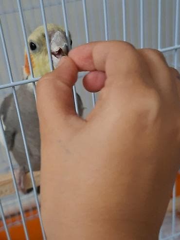 Nymph (Kakadua) cütü və qəfəs dəsti - Növ: Nymph cockatiel (kakadua)