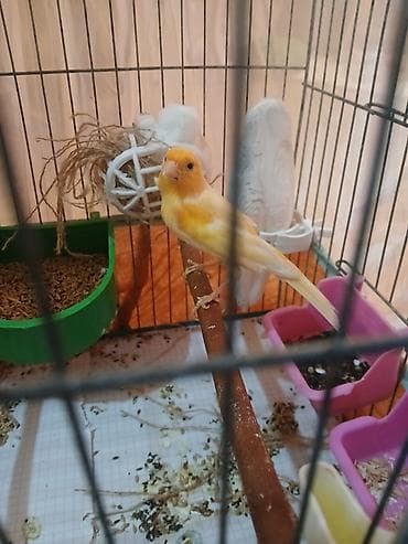 Tutuquşları: Bir erkek bulbul satilir 50 azn oxuyur saglamligina cavabdehem — 3