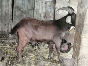 çin bıldırcını: Saf cins erkək keçi (təkə) - Rəng: tünd qəhvəyi (baş və alın — 1
