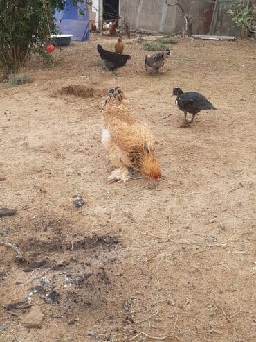 hinduşqa yumurtası: Toyuq, Brama, Damazlıq — 4